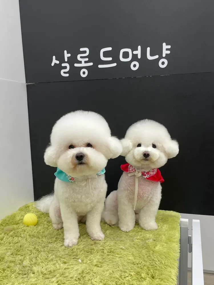 살롱드멍냥 대표 이미지