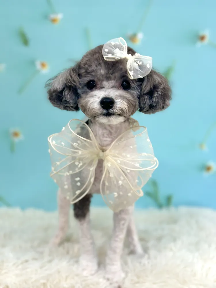 리틀댕댕 대표 이미지