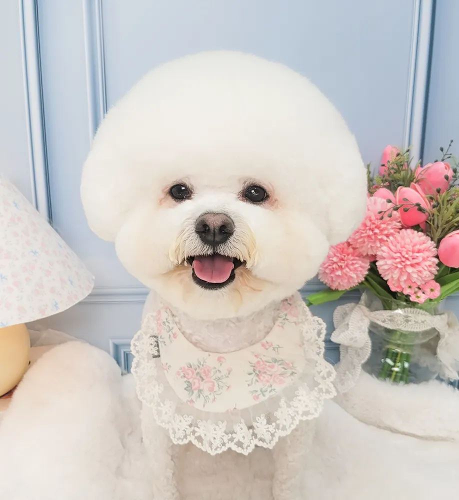 헤이몽 대표 이미지