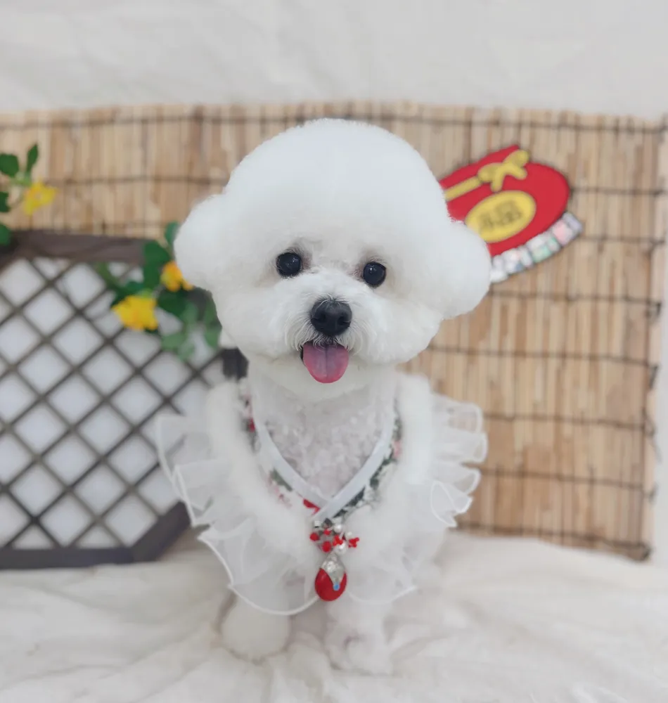바닐라퍼피 대표 이미지