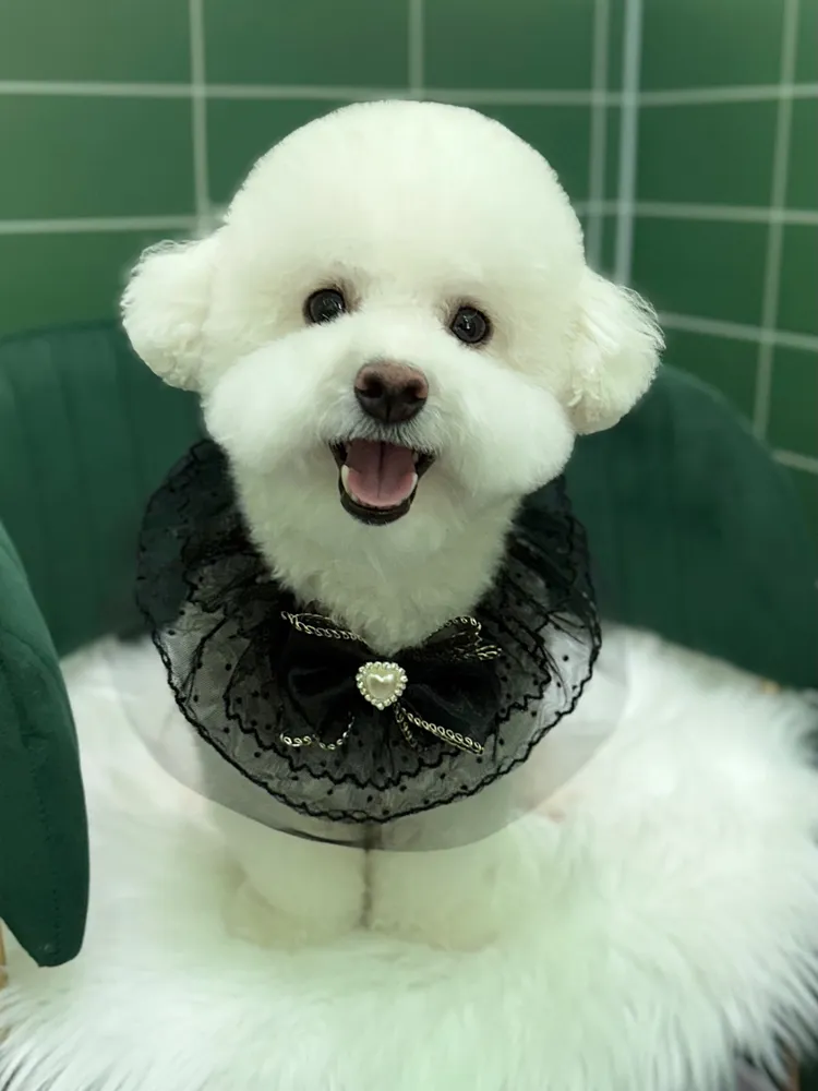 버블독스 포항오천점 대표 이미지