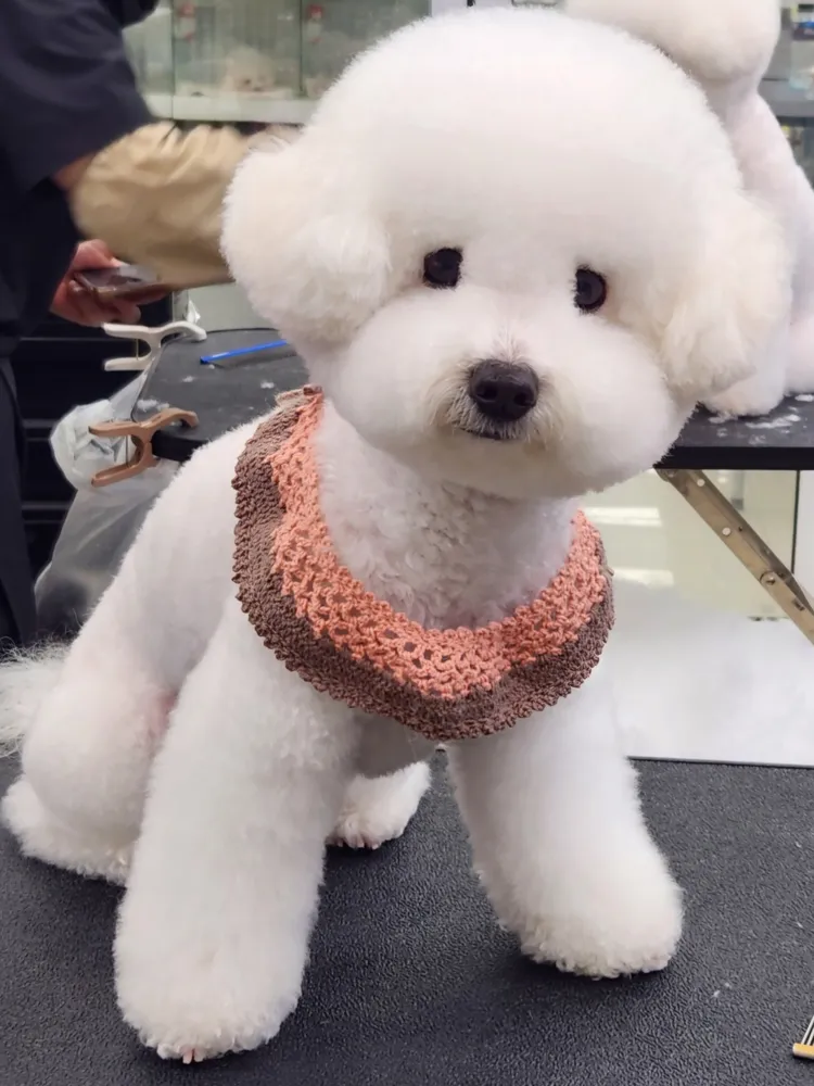 애견나라 대표 이미지