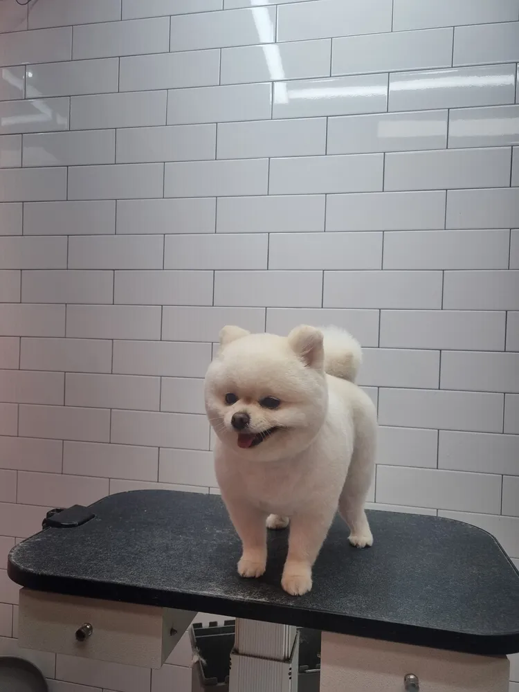 오늘THE이쁘개 대표 이미지