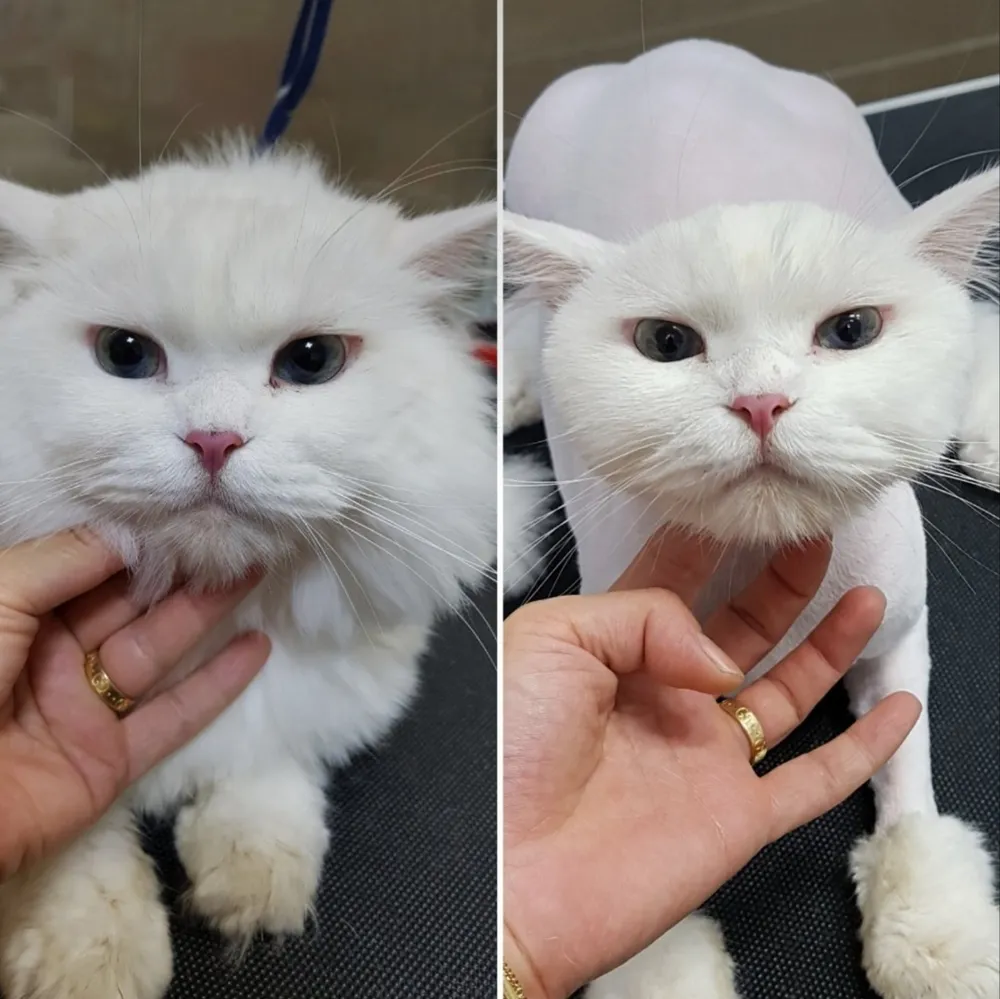 개밥주는고양이 대표 이미지