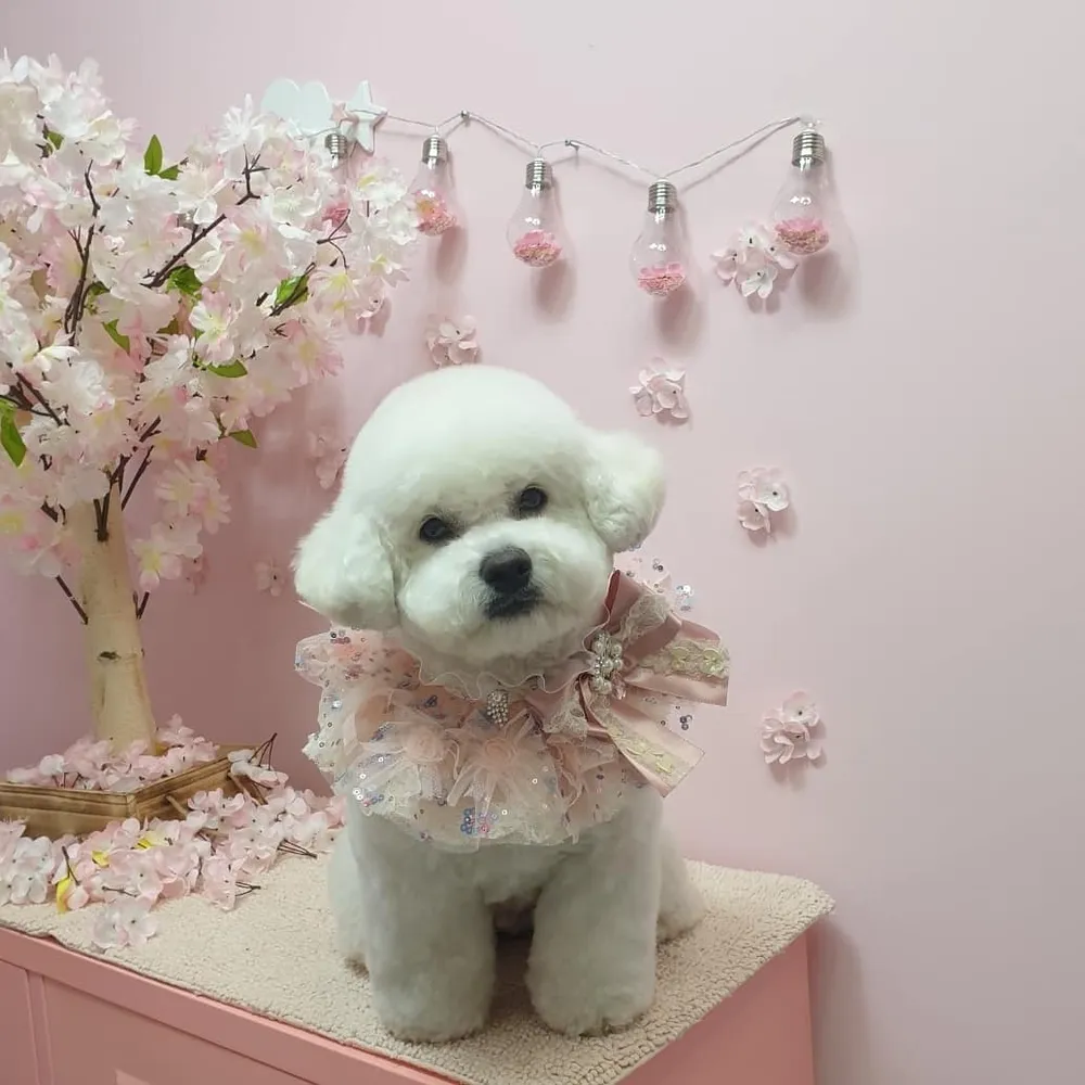 도그러브위드란 대표 이미지