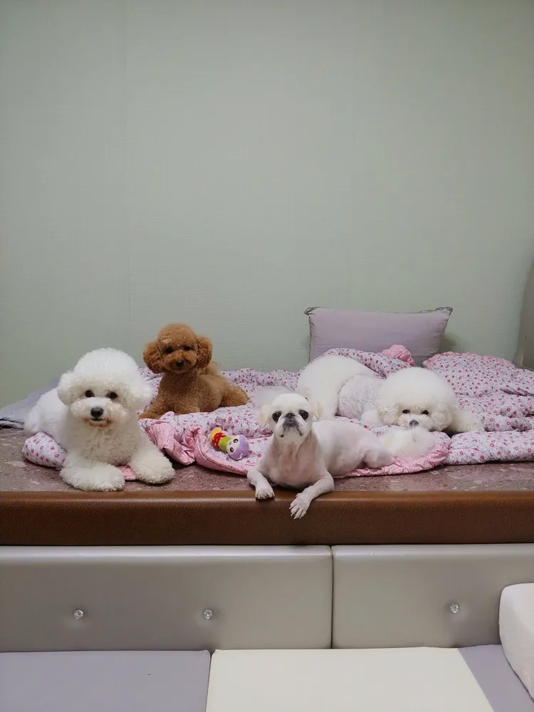 애견미용나나엄마 대표 이미지