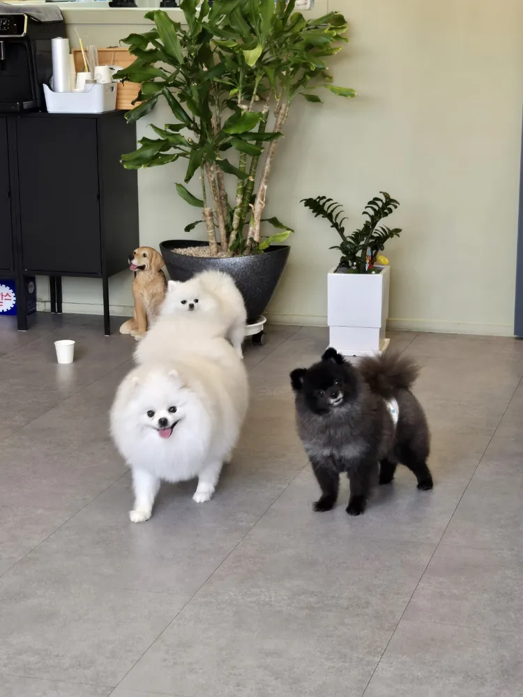 까망이 대표 이미지