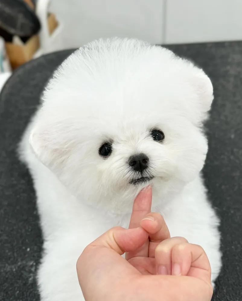 디어뚜뚜 대표 이미지