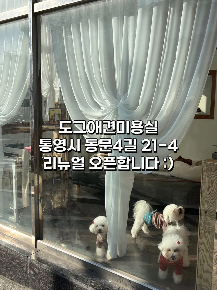 도그애견미용실 대표 이미지