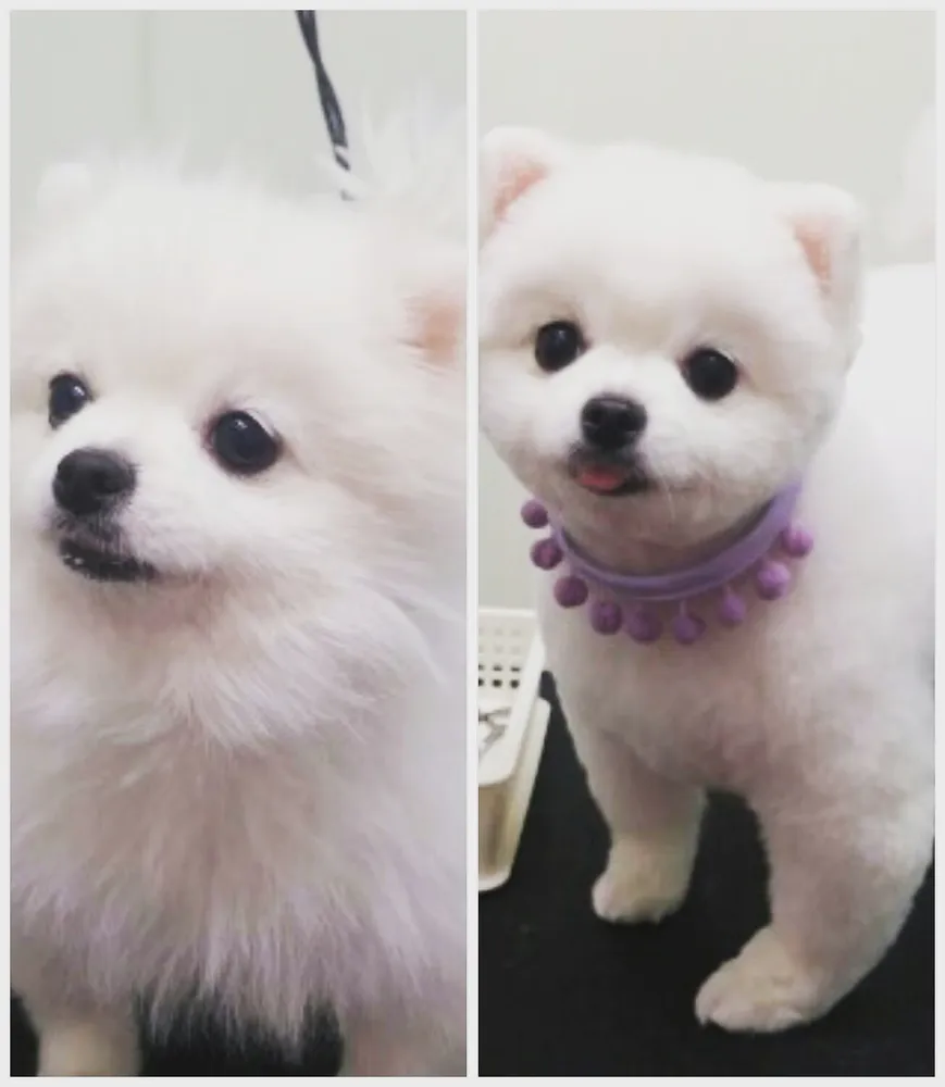 숑숑그루밍 대표 이미지