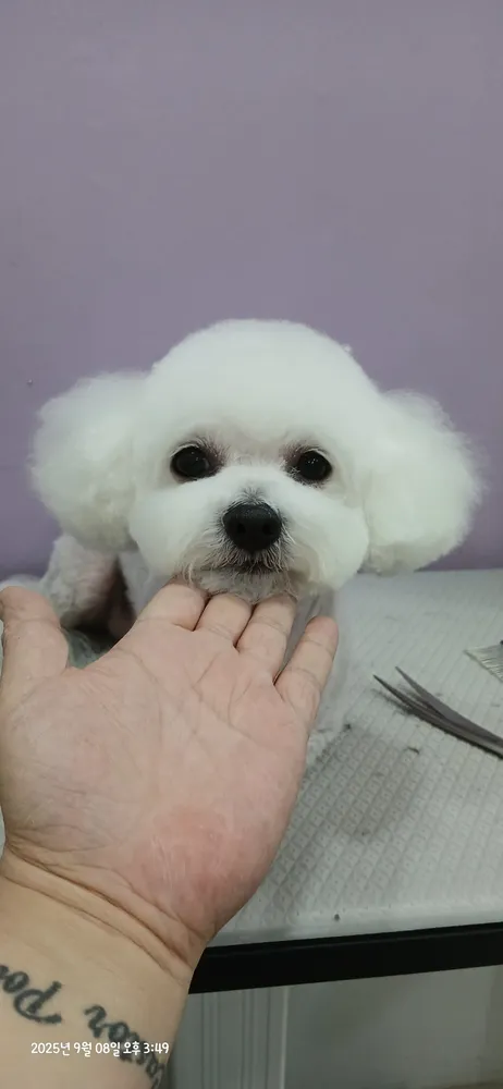멍뭉펫살롱 대표 이미지