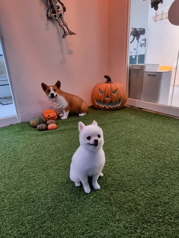 다다펫살롱 대표 이미지