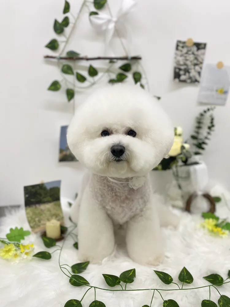 헬로우버디 그루밍센터 분당점 대표 이미지