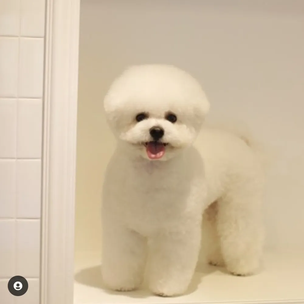 언커먼독 대표 이미지