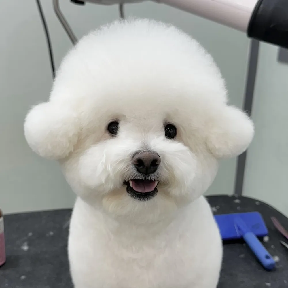 꿈몽 대표 이미지