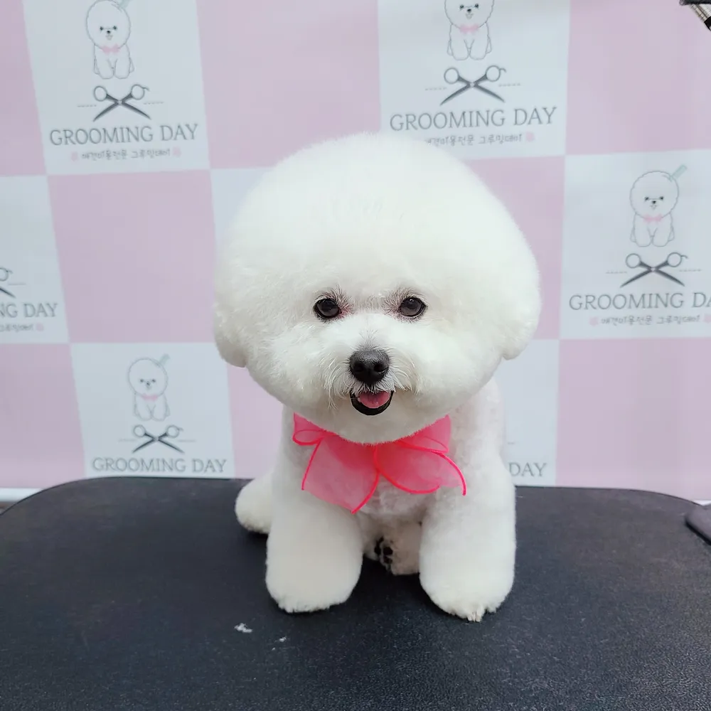 그루밍데이 대표 이미지