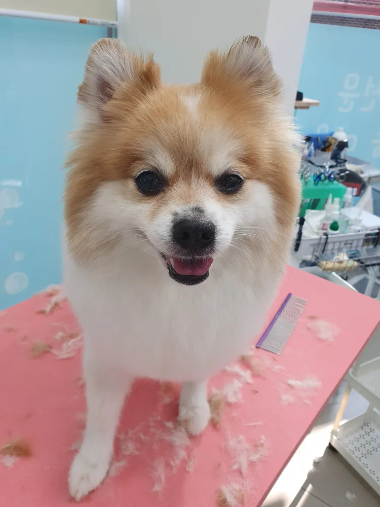 우리개우리냥이 대표 이미지
