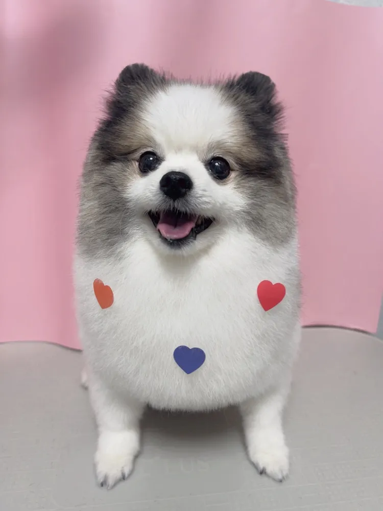 베리독하우스 애견미용 부천점 대표 이미지