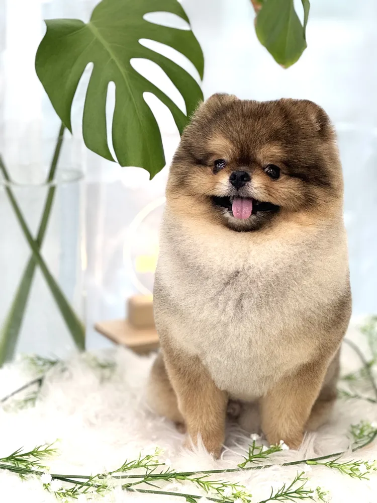 DO GROOM 대표 이미지