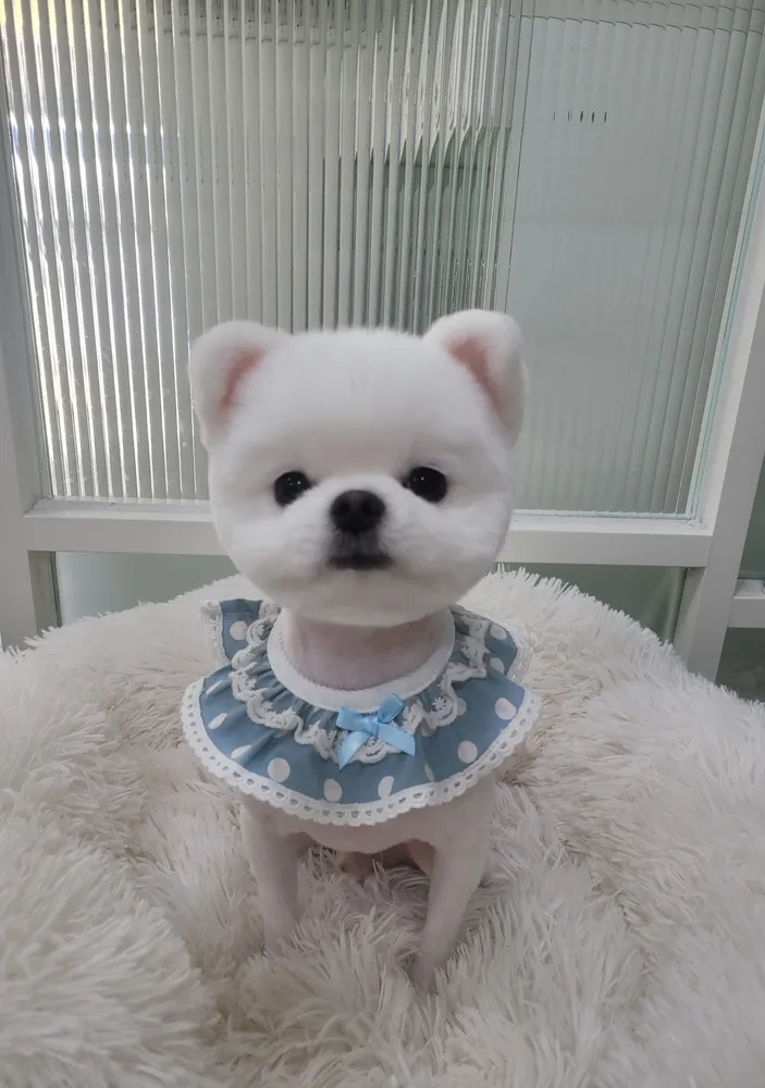 개네집 고양이 대표 이미지