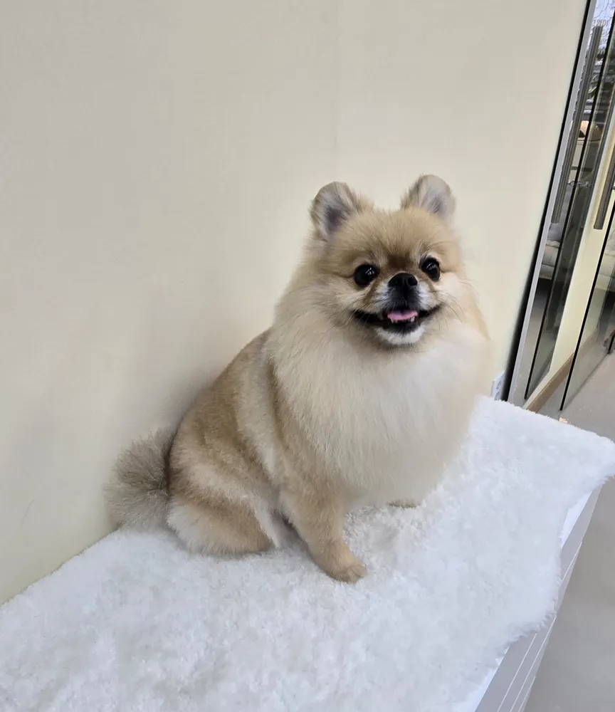 냥이댕이 대표 이미지