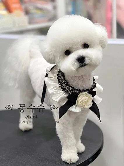 몽슈슈 대표 이미지