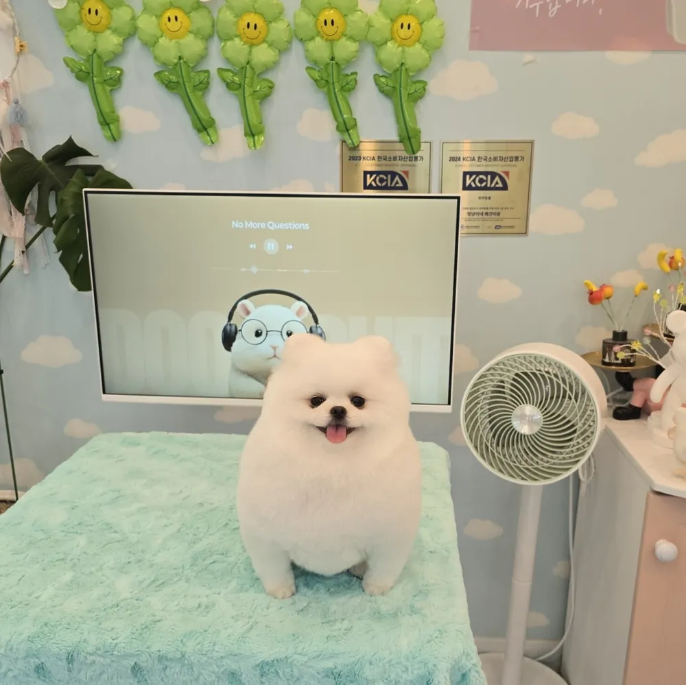 멍냥이네 애견미용 대표 이미지
