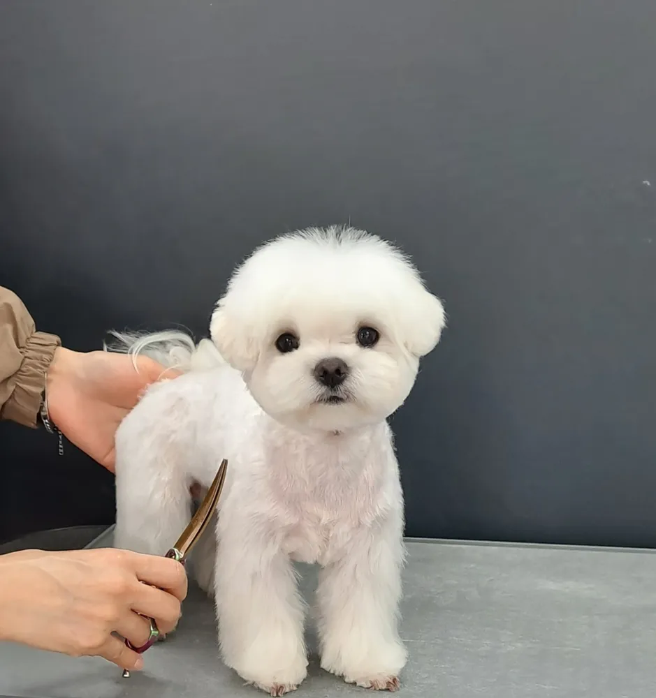 지니펫 애견미용실 대표 이미지