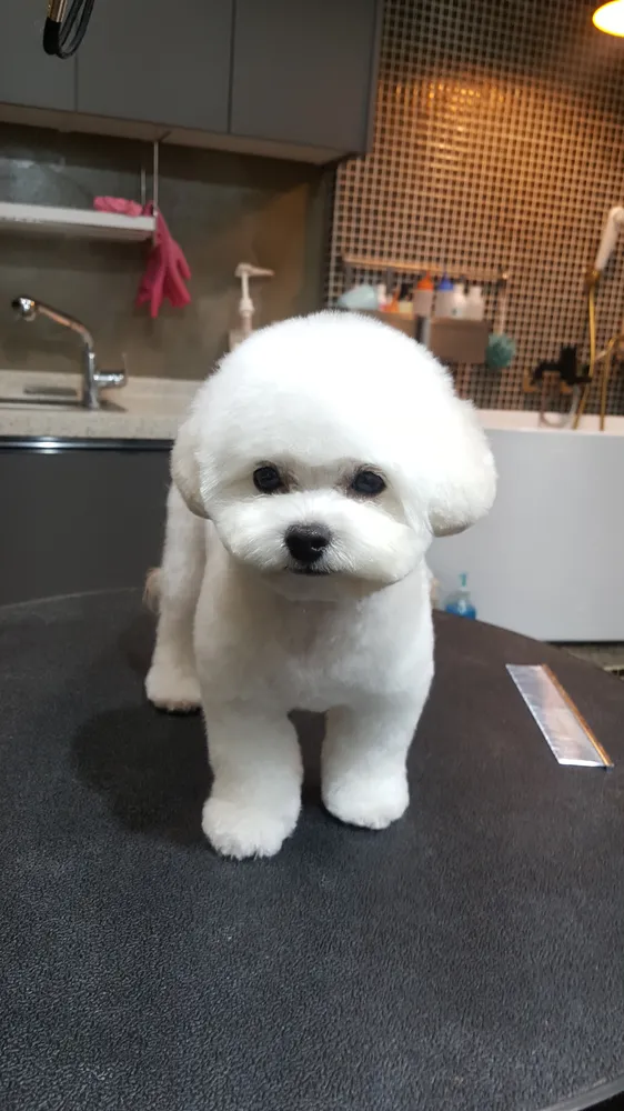 임옥빈그루밍 애견미용 대표 이미지