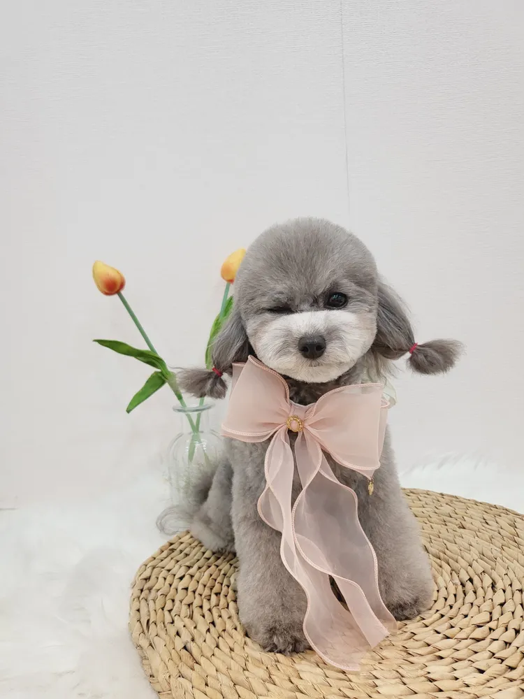 강아지의품격 대표 이미지