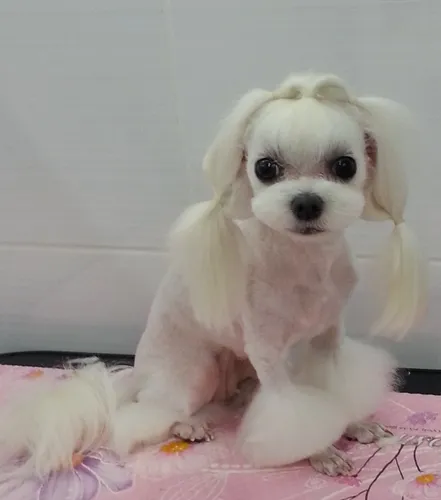그루밍데이 대표 이미지