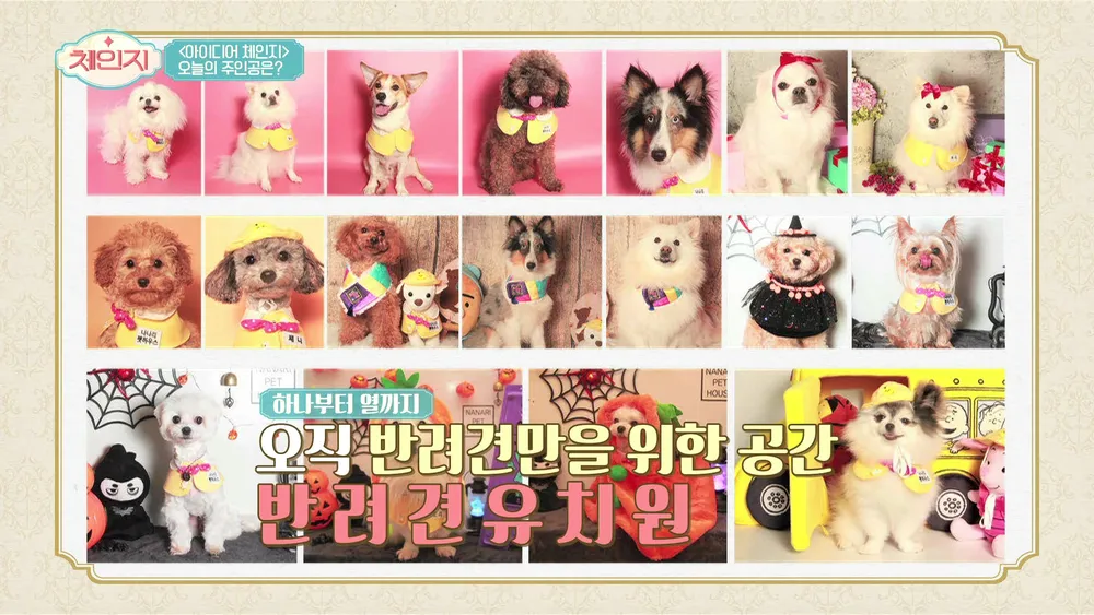 나나리펫하우스 대표 이미지