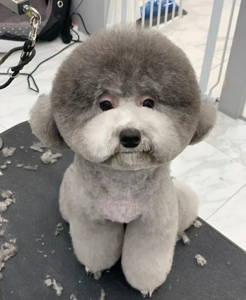 펫티끄 대표 이미지