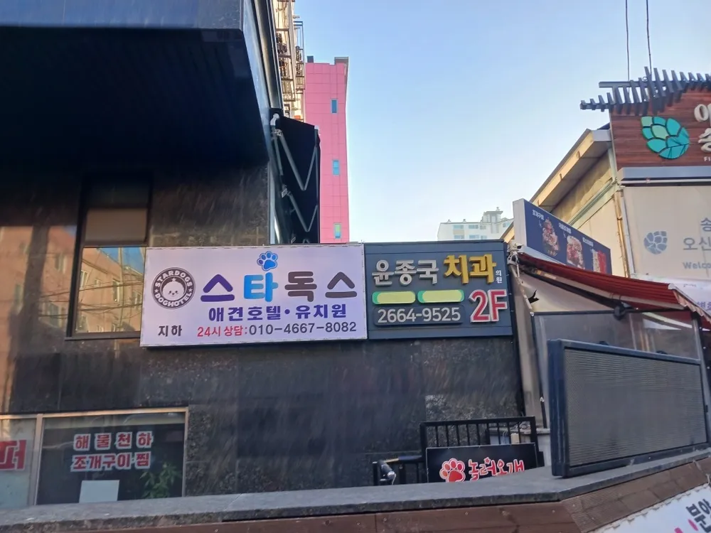 스타독스 애견유치원 애견호텔 대표 이미지