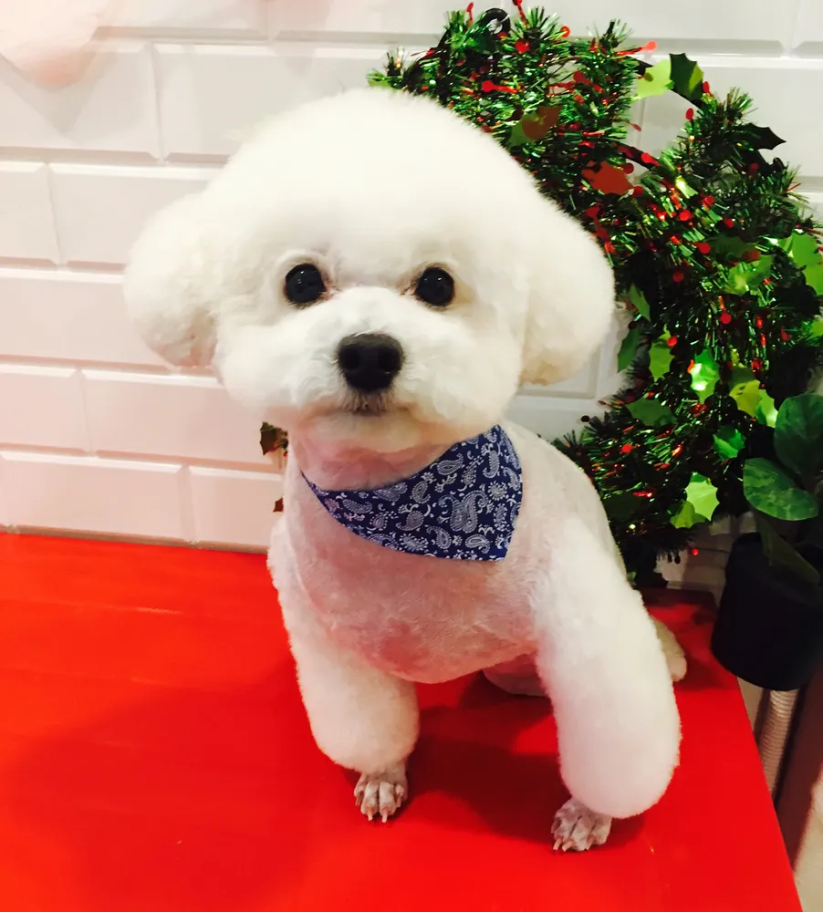 복실이 이발소 대표 이미지
