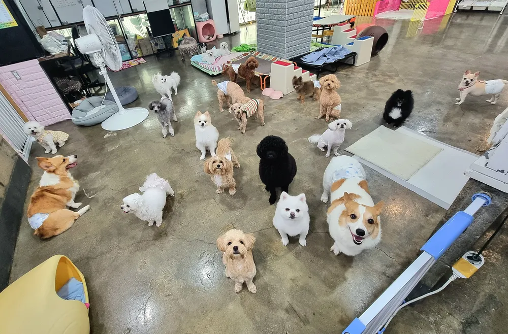 똑똑독 유치원호텔미용 대표 이미지