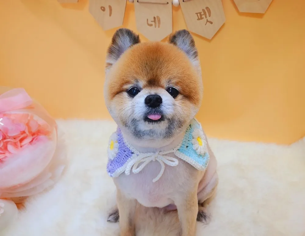 순심이네 펫살롱 대표 이미지