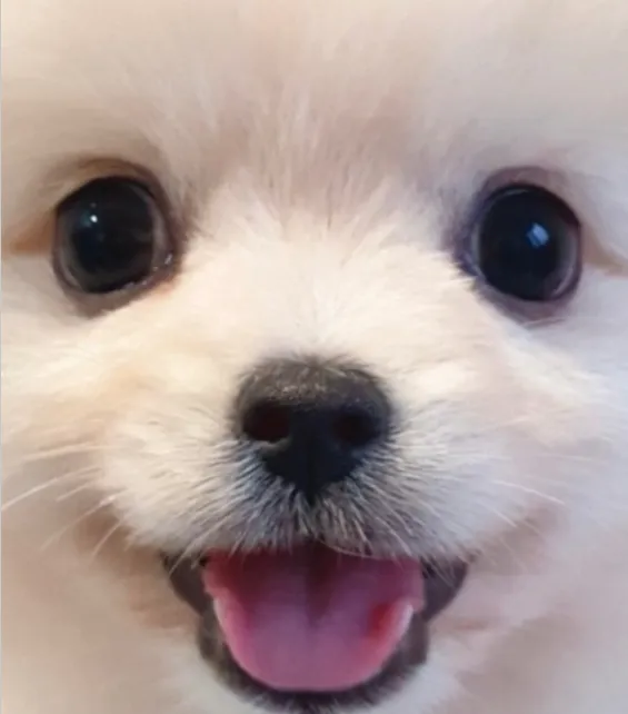 가히애견 광진건대점 대표 이미지