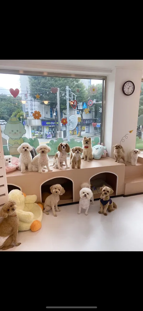머뭄애견유치원 번동점 대표 이미지