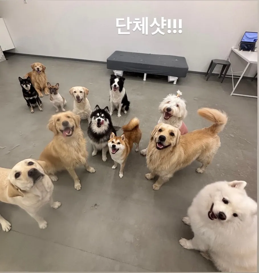 멍얀트리 중대형견 유치원/호텔 대표 이미지