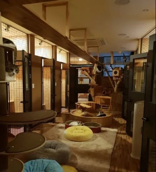 THE발라당고양이호텔 대표 이미지