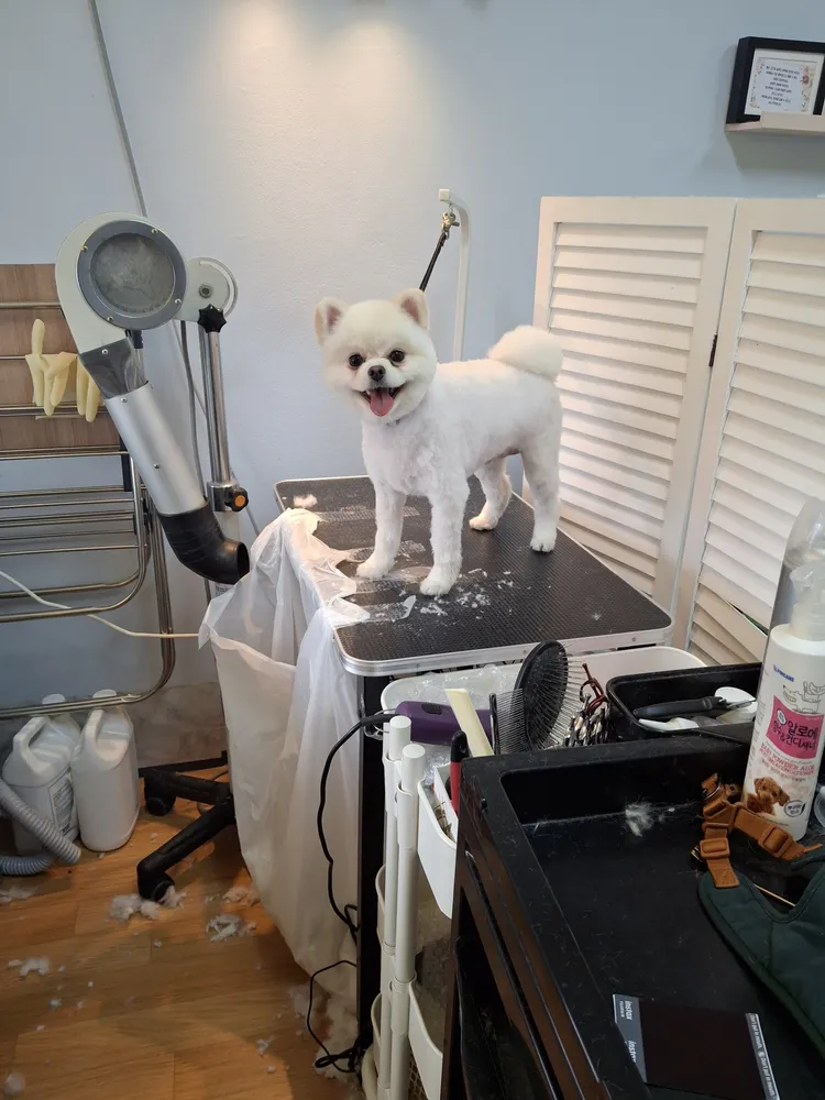 이쁘개 애견샵 대표 이미지