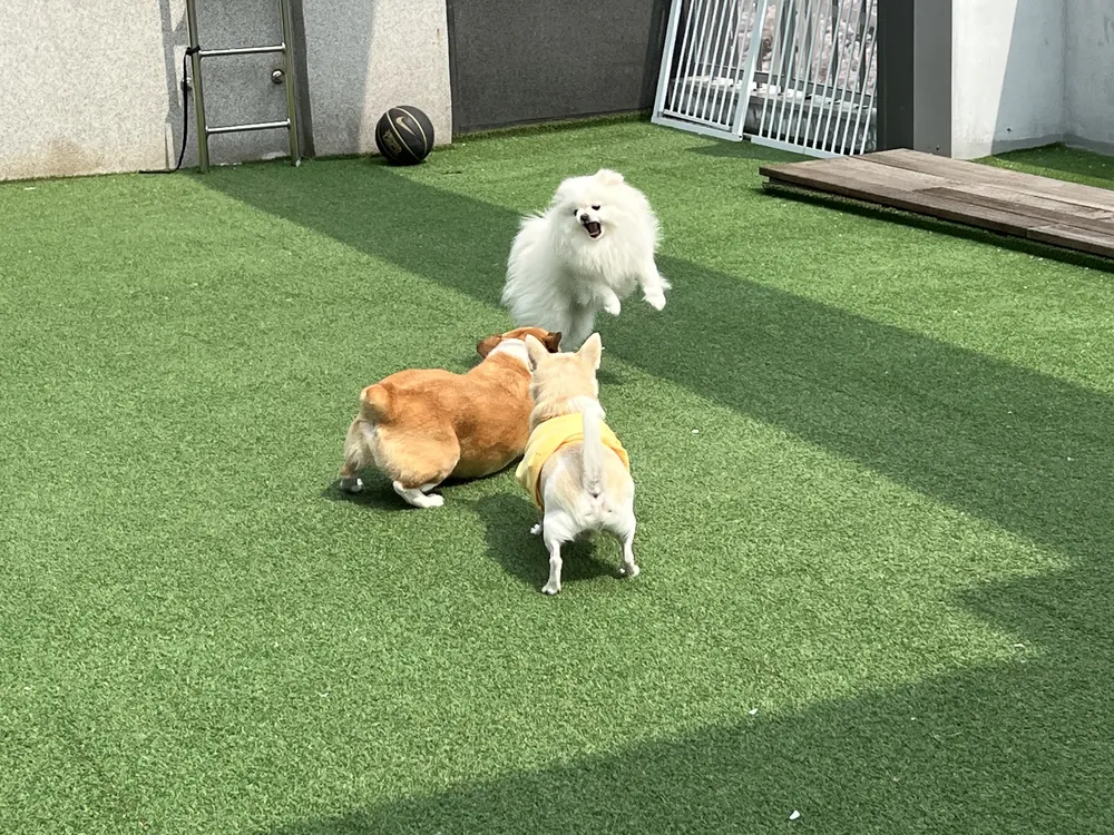 누리마루Pet유치원 대표 이미지