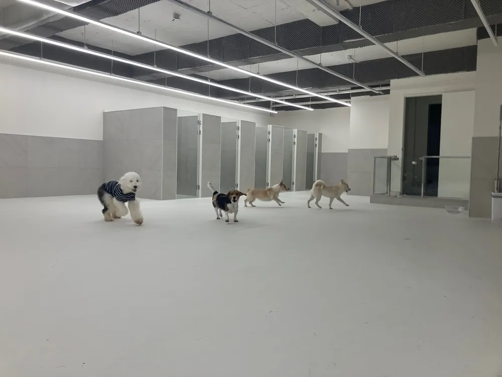 부산대형견호텔 24시 강아지유치원 목욕 대견하개 서면점 대표 이미지