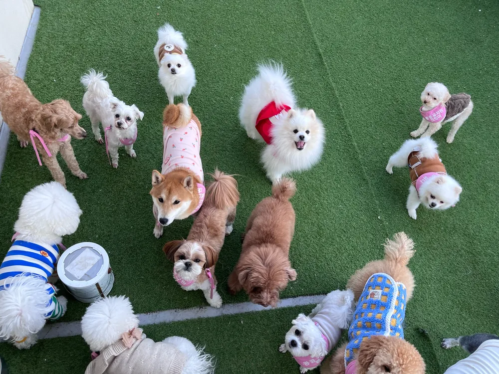 콩콩 강아지 유치원 놀이방 대표 이미지