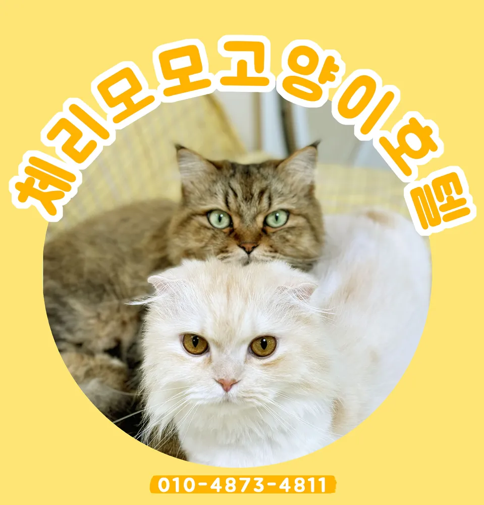 체리모모고양이공방 대표 이미지
