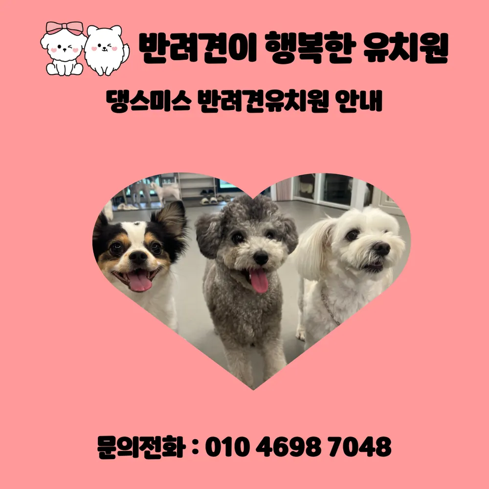 댕스미스 애견유치원 대표 이미지