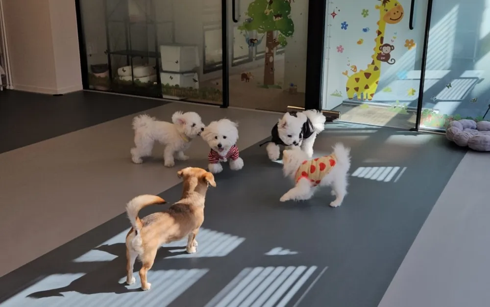 주주개린이집 소형견반 대표 이미지