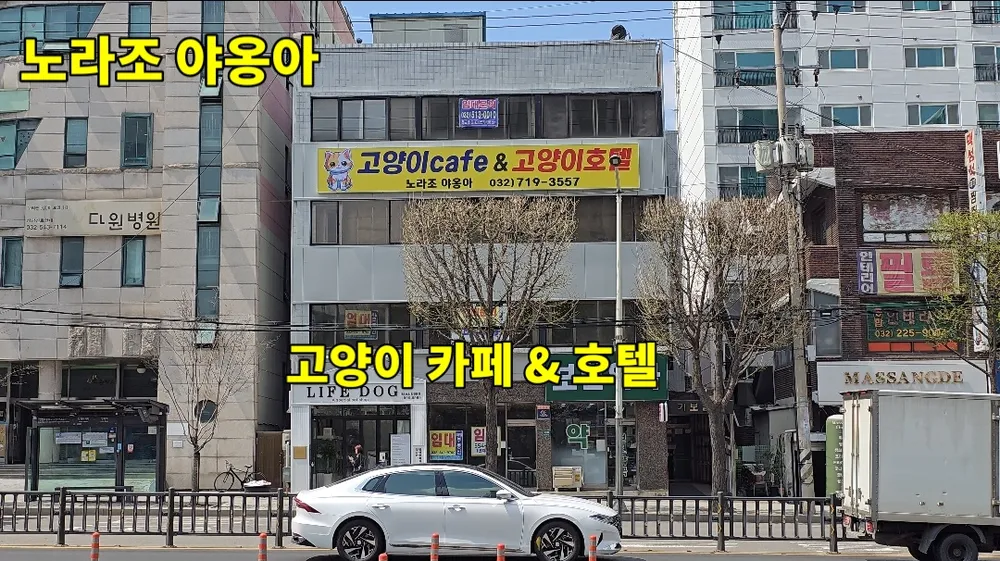 노라조야옹아 대표 이미지