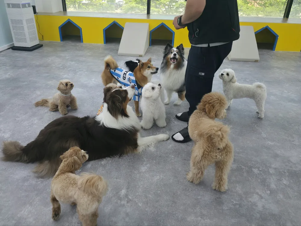 도그라운지 대표 이미지